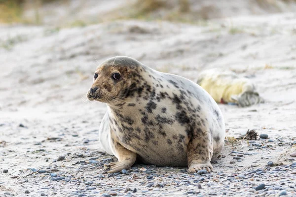 Harbor Seal Phoca Vitulina Okraji Oceánu — Stock fotografie