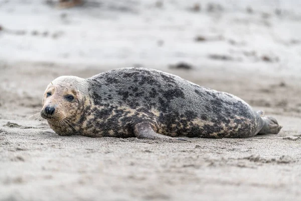 Phoca Vitulina Harbor Seal Beach Sea Island Dune Germany Wild — 스톡 사진