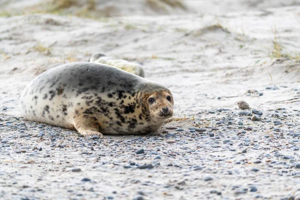 Phoca Vitulina Harbor Seal Rannalla Meressä Dyynin Saarella Saksassa Öljyoliivit — kuvapankkivalokuva