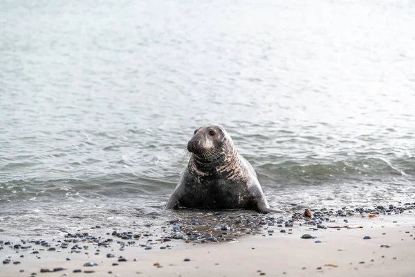 Phoca Vitulina Harbor Seal Plaży Morzu Wyspie Dune Niemczech Dziki — Zdjęcie stockowe