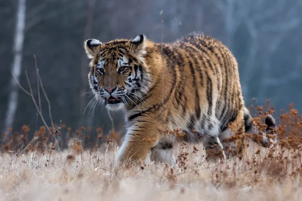 Tigre Siberiano Corriendo Hermosa Dinámica Poderosa Foto Este Majestuoso Animal — Foto de Stock