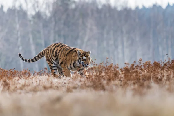 Tigre Siberiano Corriendo Hermosa Dinámica Poderosa Foto Este Majestuoso Animal — Foto de Stock