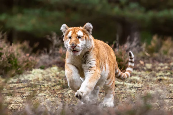 Una Tigre Del Bengala Maschio Che Segna Suo Territorio Immagine — Foto Stock