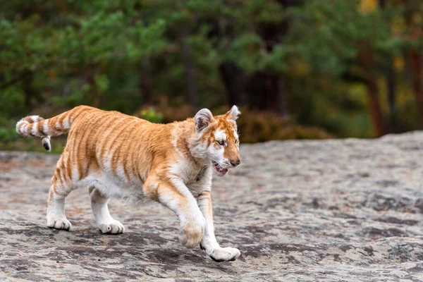 Una Tigre Del Bengala Maschio Che Segna Suo Territorio Immagine — Foto Stock