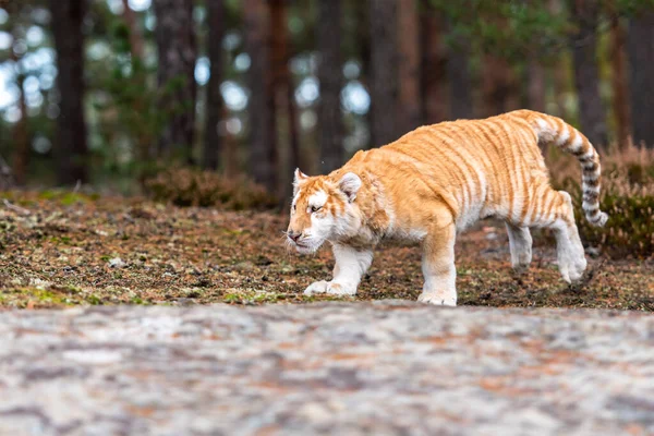Tigre Macho Bengala Marcando Territorio Imagen Tomada Durante Safari Parque —  Fotos de Stock