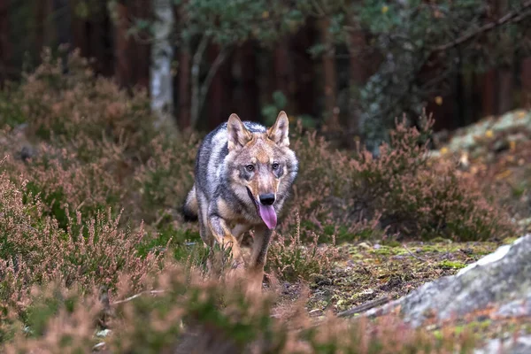 Lobo Solitario Corriendo Bosque Otoño República Checa — Foto de Stock