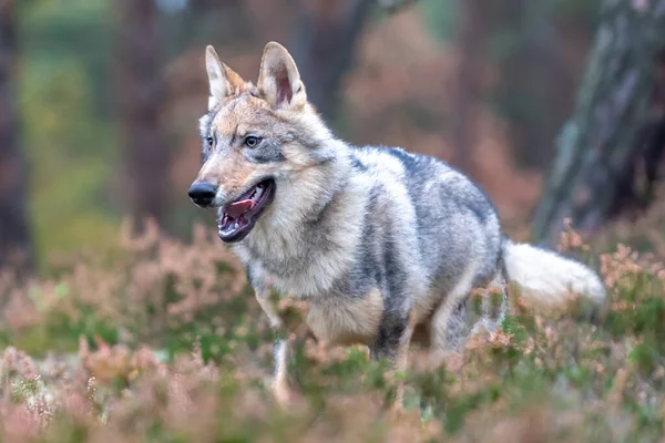 Lone Wolf Running Autumn Forest Czech Republic — Stock Photo, Image