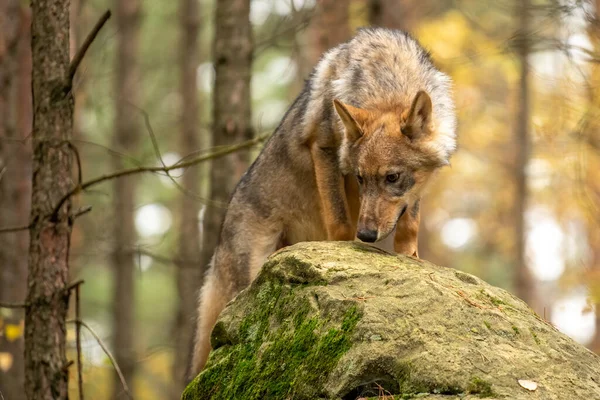 Lobo Solitario Corriendo Bosque Otoño República Checa — Foto de Stock
