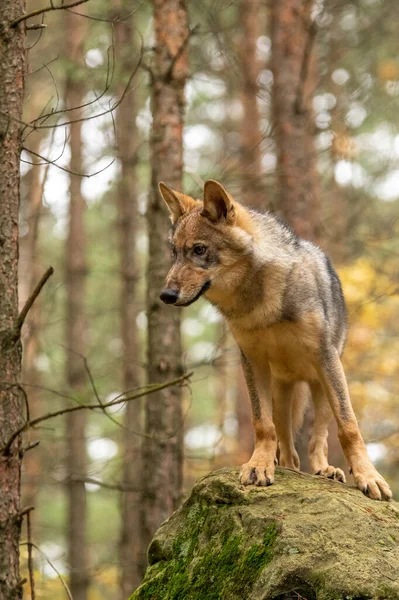 Lobo Solitario Corriendo Bosque Otoño República Checa —  Fotos de Stock
