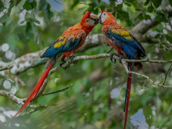 Portrait Ara Arakanga Costa Rica — Foto Stock