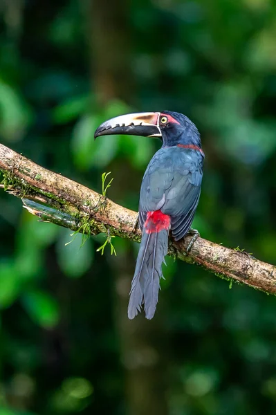 Eldnäbbad Aracari Pteroglossus Frantzii Tukan Nästan Förbipasserande Fågel Den Häckar — Stockfoto