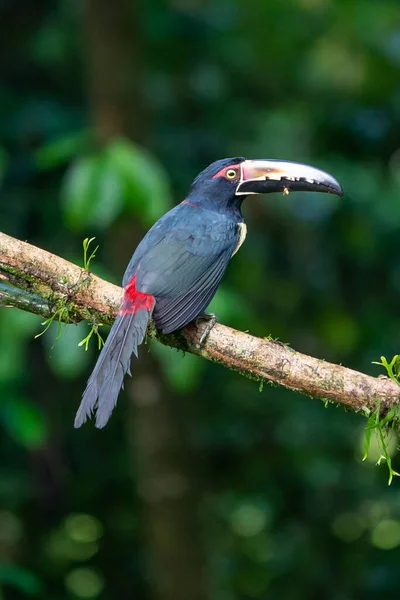 Tüzes Számlájú Aracari Pteroglossus Frantzii Egy Tukán Egy Majdnem Járókelő — Stock Fotó