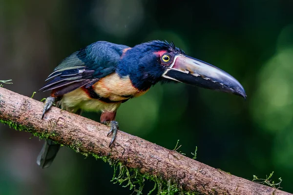 Eldnäbbad Aracari Pteroglossus Frantzii Tukan Nästan Förbipasserande Fågel Den Häckar — Stockfoto