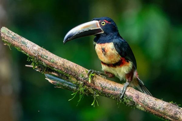 Eldnäbbad Aracari Pteroglossus Frantzii Tukan Nästan Förbipasserande Fågel Den Häckar — Stockfoto