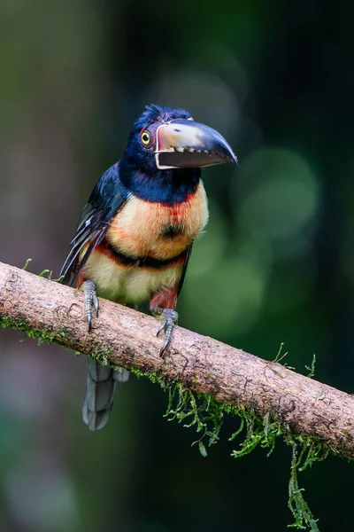 Ateşli gagalı Aracari - Pteroglossus frantzii bir Toucan 'dır. Sadece güney Kosta Rika ve batı Panama 'nın Pasifik yamaçlarında ürerler.