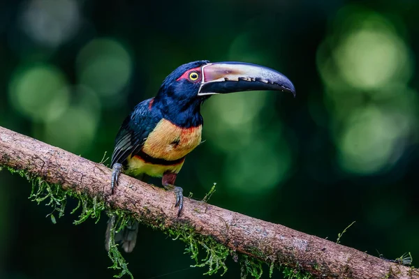Ateşli gagalı Aracari - Pteroglossus frantzii bir Toucan 'dır. Sadece güney Kosta Rika ve batı Panama 'nın Pasifik yamaçlarında ürerler.
