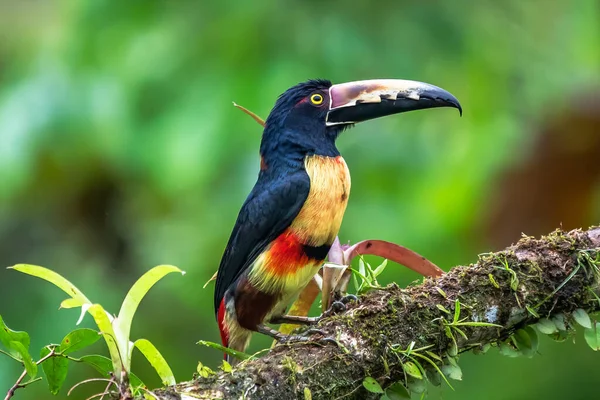 Ateşli Gagalı Aracari Pteroglossus Frantzii Bir Toucan Dır Sadece Güney — Stok fotoğraf