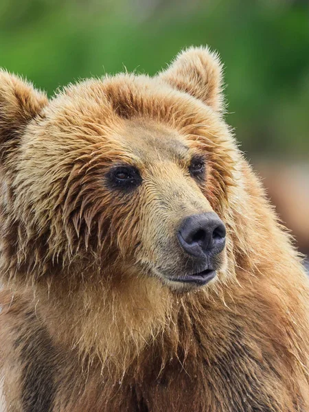 Die Braunbären Von Kamtschatka Ursus Arctos Beringianus Beherrschen Die Landschaft Stockfoto