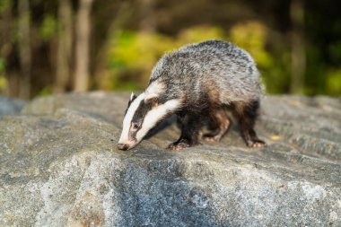 Orman Porsuğu (Meles Meles) tipik ıslatıcılığında. Porsuk, gelincik ailesinin bir canavarıdır..
