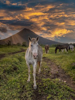Volcan Arenal manzara günbatımı sırasında Monteverde alanından, Kosta Rika görüldüğü gibi hakim.