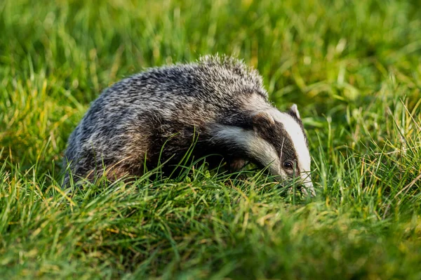 Forest Badger Meles Meles Its Typical Drenching Badger Beast Weasel — Stock Photo, Image