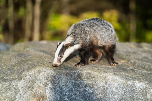 Orman Porsuğu (Meles Meles) tipik ıslatıcılığında. Porsuk, gelincik ailesinin bir canavarıdır..