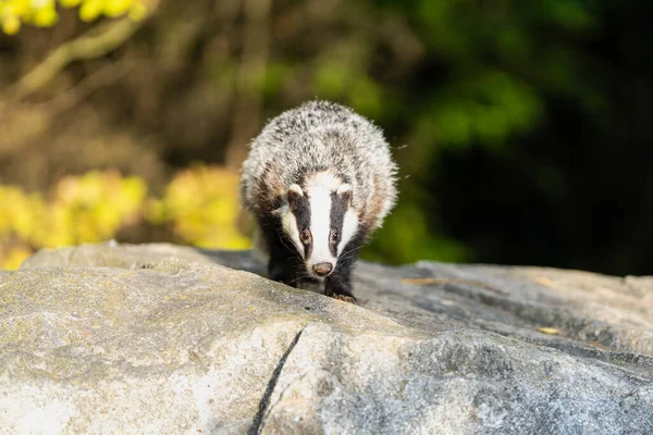 Forest Badger Meles Meles Its Typical Drenching Badger Beast Weasel — Stock fotografie