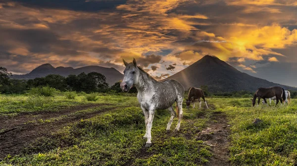 Volcan Arenal Domina Paisagem Durante Pôr Sol Como Visto Área — Fotografia de Stock