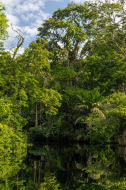 Orta Amerika 'daki Kosta Rika' nın Karayip kıyıları boyunca uzanan tropikal yağmur ormanlarıyla Tortuguero Ulusal Parkı 'ndaki kanal..
