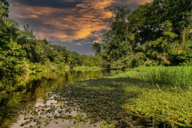 Orta Amerika 'daki Kosta Rika' nın Karayip kıyıları boyunca uzanan tropikal yağmur ormanlarıyla Tortuguero Ulusal Parkı 'ndaki kanal..