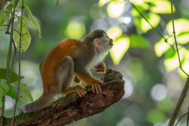 Sincap maymun, Saimiri oerstedii, yeşil yaprakları, Corcovado Np, Kosta Rika ile ağaç gövdesi üzerinde oturuyor. Tropik Orman bitki örtüsü maymun. Doğadan yaban hayatı sahne. Güzel sevimli hayvan.