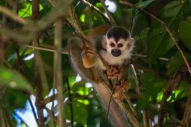 Sincap maymun, Saimiri oerstedii, yeşil yaprakları, Corcovado Np, Kosta Rika ile ağaç gövdesi üzerinde oturuyor. Tropik Orman bitki örtüsü maymun. Doğadan yaban hayatı sahne. Güzel sevimli hayvan.