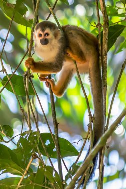 Sincap maymun, Saimiri oerstedii, yeşil yaprakları, Corcovado Np, Kosta Rika ile ağaç gövdesi üzerinde oturuyor. Tropik Orman bitki örtüsü maymun. Doğadan yaban hayatı sahne. Güzel sevimli hayvan.