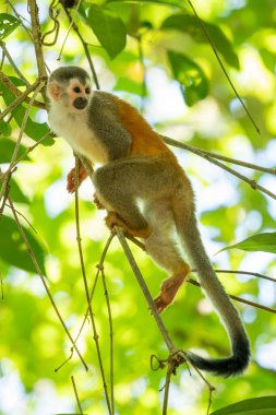 Sincap maymun, Saimiri oerstedii, yeşil yaprakları, Corcovado Np, Kosta Rika ile ağaç gövdesi üzerinde oturuyor. Tropik Orman bitki örtüsü maymun. Doğadan yaban hayatı sahne. Güzel sevimli hayvan.