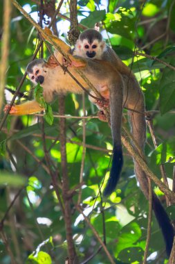 Sincap maymun, Saimiri oerstedii, yeşil yaprakları, Corcovado Np, Kosta Rika ile ağaç gövdesi üzerinde oturuyor. Tropik Orman bitki örtüsü maymun. Doğadan yaban hayatı sahne. Güzel sevimli hayvan.