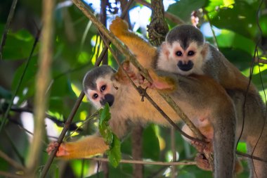Sincap maymun, Saimiri oerstedii, yeşil yaprakları, Corcovado Np, Kosta Rika ile ağaç gövdesi üzerinde oturuyor. Tropik Orman bitki örtüsü maymun. Doğadan yaban hayatı sahne. Güzel sevimli hayvan.
