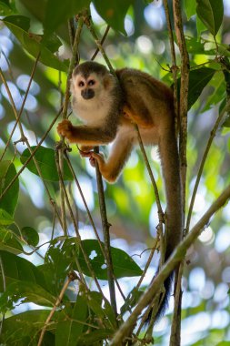 Sincap maymun, Saimiri oerstedii, yeşil yaprakları, Corcovado Np, Kosta Rika ile ağaç gövdesi üzerinde oturuyor. Tropik Orman bitki örtüsü maymun. Doğadan yaban hayatı sahne. Güzel sevimli hayvan.