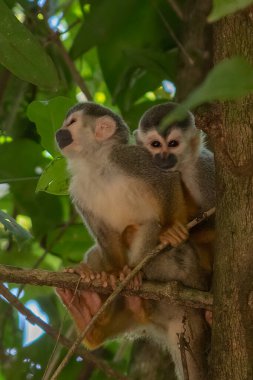 Sincap maymun, Saimiri oerstedii, yeşil yaprakları, Corcovado Np, Kosta Rika ile ağaç gövdesi üzerinde oturuyor. Tropik Orman bitki örtüsü maymun. Doğadan yaban hayatı sahne. Güzel sevimli hayvan.