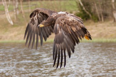 Beyaz Kuyruklu Kartal (Haliaeetus albicilla) havada. Ayrıca ern, erne, gri kartal, Avrasya deniz kartalı ve beyaz kuyruklu deniz kartalı olarak da bilinir. Kanatlar açılsın. Polonya, Avrupa. Yırtıcı kuşlar.
