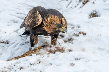 Beyaz Kuyruklu Kartal (Haliaeetus albicilla) ayrıca ern, erne, gri kartal, Avrasya deniz kartalı ve beyaz kuyruklu deniz kartalı olarak da bilinir. Kanatlar açılsın. Polonya, Avrupa. Yırtıcı kuşlar.