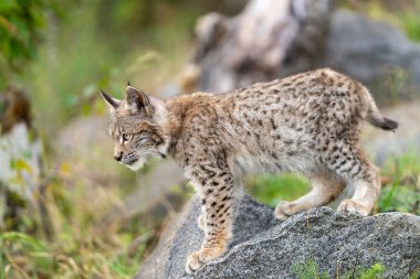Ağaç gövdesi ile yeşil orman Lynx. Doğadan yaban hayatı sahne. Bayağı vaşak, hayvan davranış habitat içinde oynamaya. Almanya'dan vahşi kedi. Ağaçların arasında vahşi Bobcat