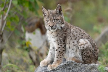 Ağaç gövdesi ile yeşil orman Lynx. Doğadan yaban hayatı sahne. Bayağı vaşak, hayvan davranış habitat içinde oynamaya. Almanya'dan vahşi kedi. Ağaçların arasında vahşi Bobcat