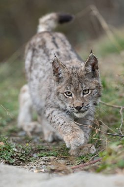 Ağaç gövdesi ile yeşil orman Lynx. Doğadan yaban hayatı sahne. Bayağı vaşak, hayvan davranış habitat içinde oynamaya. Almanya'dan vahşi kedi. Ağaçların arasında vahşi Bobcat