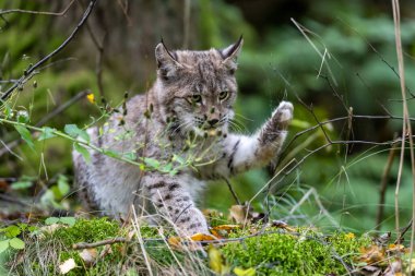 Ağaç gövdesi ile yeşil orman Lynx. Doğadan yaban hayatı sahne. Bayağı vaşak, hayvan davranış habitat içinde oynamaya. Almanya'dan vahşi kedi. Ağaçların arasında vahşi Bobcat