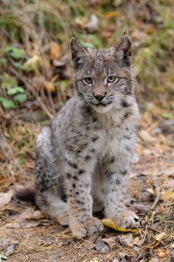 Ağaç gövdesi ile yeşil orman Lynx. Doğadan yaban hayatı sahne. Bayağı vaşak, hayvan davranış habitat içinde oynamaya. Almanya'dan vahşi kedi. Ağaçların arasında vahşi Bobcat