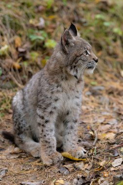 Ağaç gövdesi ile yeşil orman Lynx. Doğadan yaban hayatı sahne. Bayağı vaşak, hayvan davranış habitat içinde oynamaya. Almanya'dan vahşi kedi. Ağaçların arasında vahşi Bobcat