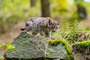 Ağaç gövdesi ile yeşil orman Lynx. Doğadan yaban hayatı sahne. Bayağı vaşak, hayvan davranış habitat içinde oynamaya. Almanya'dan vahşi kedi. Ağaçların arasında vahşi Bobcat