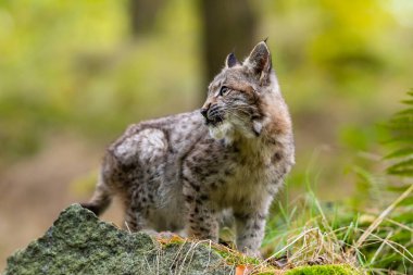 Ağaç gövdesi ile yeşil orman Lynx. Doğadan yaban hayatı sahne. Bayağı vaşak, hayvan davranış habitat içinde oynamaya. Almanya'dan vahşi kedi. Ağaçların arasında vahşi Bobcat