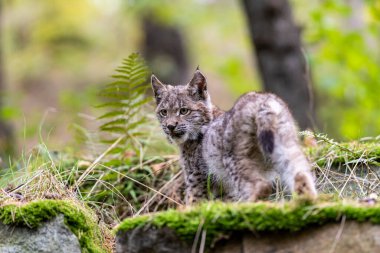 Ağaç gövdesi ile yeşil orman Lynx. Doğadan yaban hayatı sahne. Bayağı vaşak, hayvan davranış habitat içinde oynamaya. Almanya'dan vahşi kedi. Ağaçların arasında vahşi Bobcat