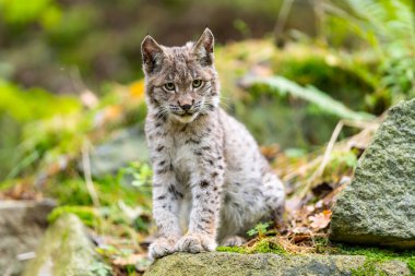 Ağaç gövdesi ile yeşil orman Lynx. Doğadan yaban hayatı sahne. Bayağı vaşak, hayvan davranış habitat içinde oynamaya. Almanya'dan vahşi kedi. Ağaçların arasında vahşi Bobcat